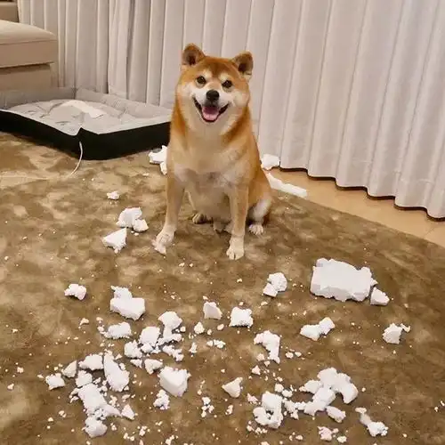 狗年大吉,这条微笑犬简直要承包我2018年的头像

