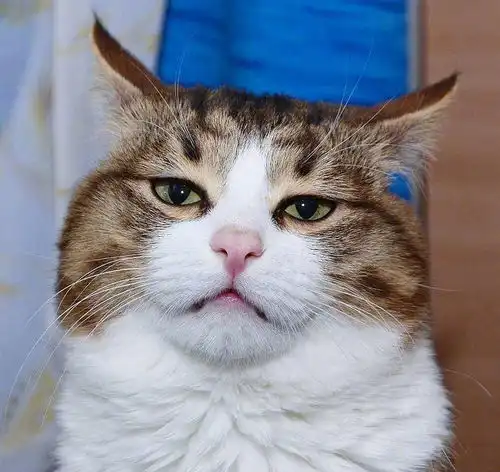 猫猫表情包
