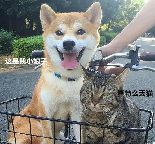 柴犬扑倒猫咪然后亲了一顿,喵星人铲屎官赶紧拖走这只蠢汪
