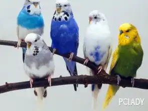 虎皮鹦鹉,牡丹鹦鹉,鹦鹉的饲养和调教太平洋时尚网专区
