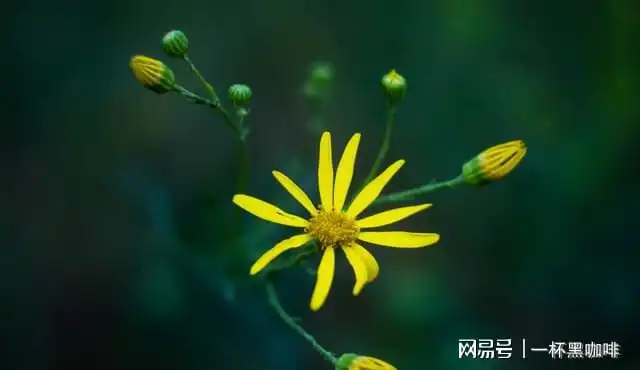 射手座未来45天指引,有些无能为力,不能按自己的方式去解决问题
