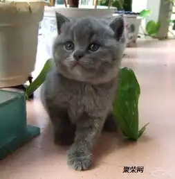 肇庆哪里有蓝猫卖多少钱一只肇庆哪里有卖蓝猫猫
