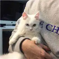 帅哥抱猫头像2018微信头像图片大全
