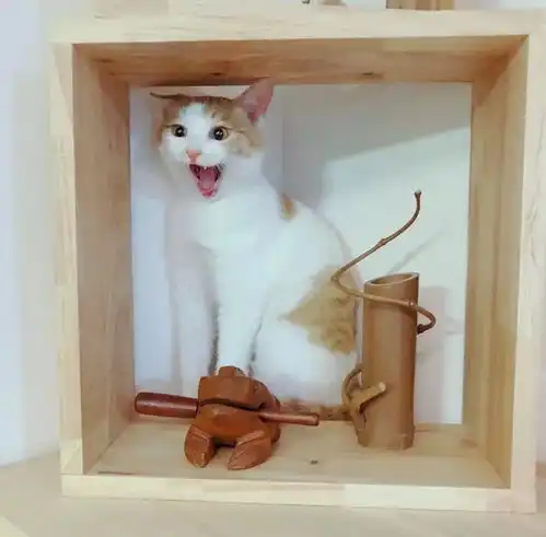 无猫
