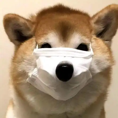 软糯治愈萌宠头像有人相爱有人夜里开车看海

