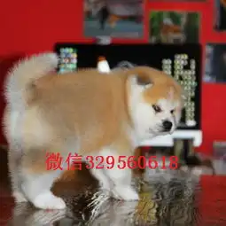 泉州哪里有秋田犬出售秋田幼犬多少钱秋田小狗图片秋田犬哪里的好
