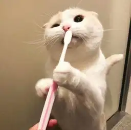 猫事
