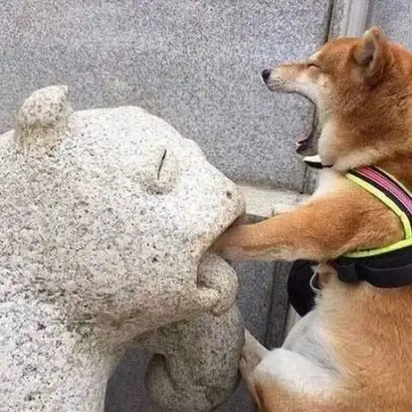 猫爱吃鱼,柴犬爱吃西瓜走近这些超可爱的柴犬.....
