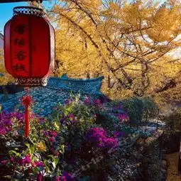 腾冲银杏村攻略,银杏村门票游玩攻略地址图片门票价格
