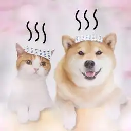春天到樱花开,和猫和人气柴犬来一场浪漫的旅行吧

