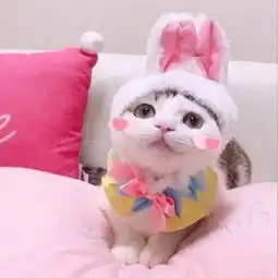 可爱萌宠情侣头像主要包括小狗狗小猫咪的图片
