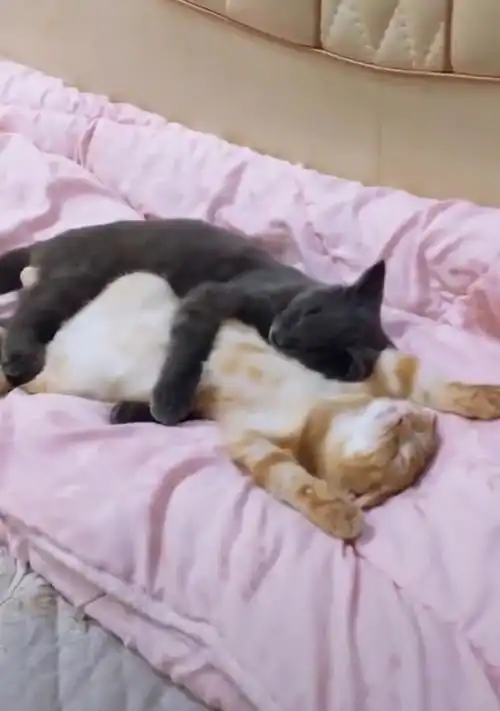慵懒猫咪小情侣,也许这就是嫁给爱情最美好的样子了
