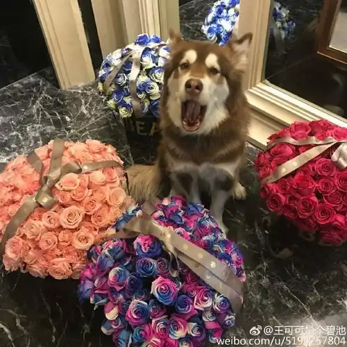 明星情人节鲜花秀李小璐最美田亮最小气王思聪最豪
