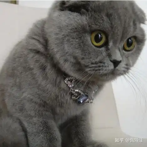 英短蓝猫好养吗英短蓝猫怎么养的十个要点
