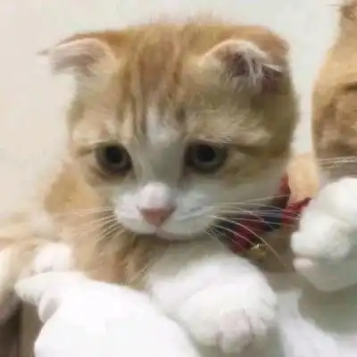 林良动物情头
