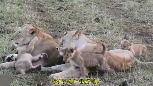 这只小狮子很呆萌,它喜欢独来独往,将来一定是草原上的王者
