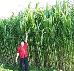 皇竹草种子牧草种子牧草新型皇竹草种苗高产皇竹草种图片,皇竹草种子牧草种子牧草新型皇竹草种苗高产皇竹草种高清图片沭阳县源态绿化苗木场,中国制造网
