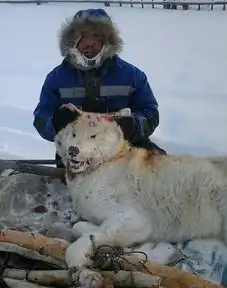 俄狼群泛滥猎杀动物议员提议开发游猎项目
