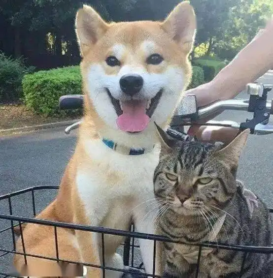 养了柴犬和猫,这两货的表情差异真大
