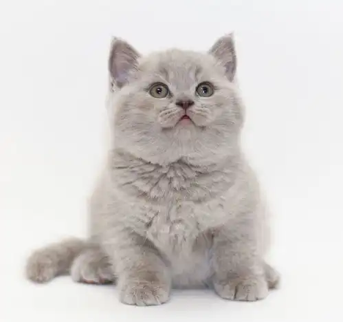 灰色可爱的英国小猫咪,萌宠,可爱的宠物猫咪,麦萌,macdown素材图片,动物世界,超清图片可爱的宠物猫咪macdown图片素材
