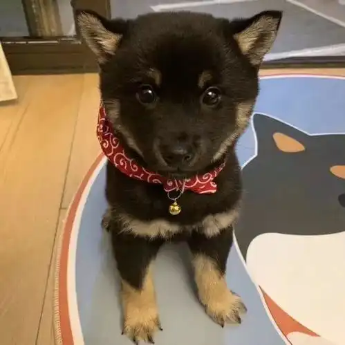 柴犬长得呆萌可爱,小主人喜欢给狗狗打造新造型,好萌的小狗狗
