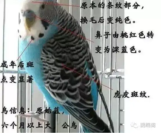 虎皮鹦鹉品种大全,20种,附图
