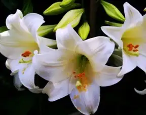 百合花
