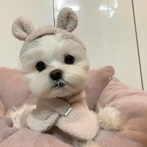 狗狗肾炎吃什么药怎么治疗
