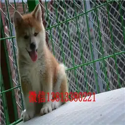 攀枝花有卖秋田犬的吗攀枝花秋田犬多少钱一只哪里能买到纯种健康的秋田犬
