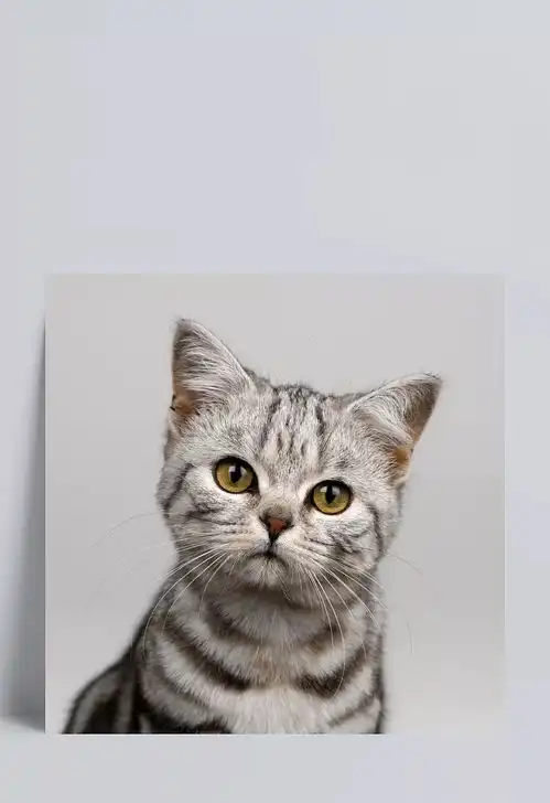 可爱小猫咪小猫,可爱,猫咪,萌,宠物猫,动物世界,陆地动物,生物世界,图片素材mars浅笑
