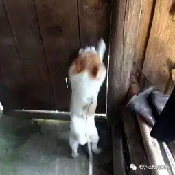 想知道二哈能不能当牧羊犬,隔天就给我答复了现在想吃狗肉
