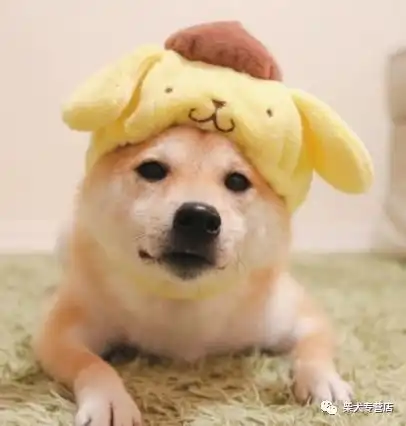 如何养柴科学养柴常识柴犬
