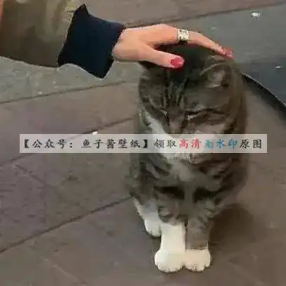 超可爱口罩牛仔情头和摸摸头情头情侣头像
