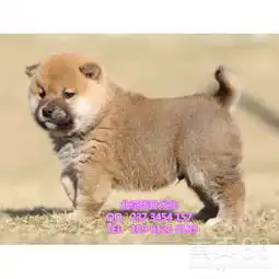 北京哪里卖纯种柴犬幼犬日系柴犬黑色柴犬保健康保纯种