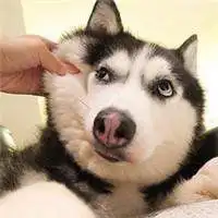 微信动物头像二哈微信头像图片大全
