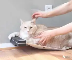 情侣想收养第3只猫,一进收容所就爱上15公斤橘猪...家里有矿吧
