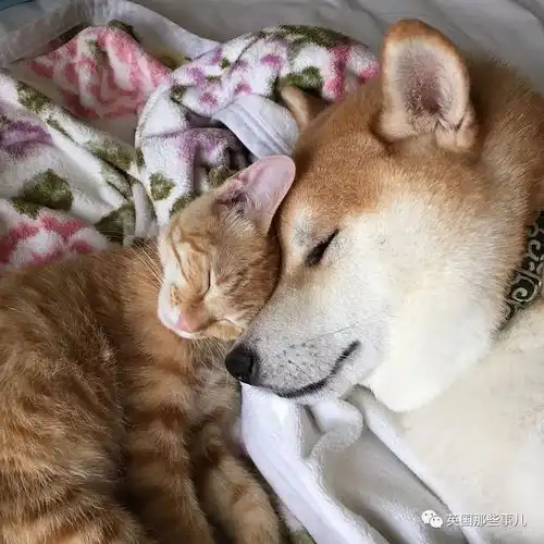 内心住着喵星人的柴犬,看到这橘喵的第一眼起,再也撒不开爪
