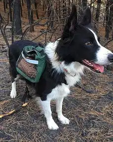 3只牧羊犬拯救被烧森林,看完它们的工作方式,二哈应该请我啊

