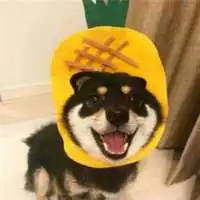 柴犬恋人头像2021新款,情侣头像图片

