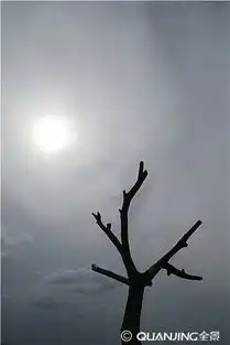 环境公益概念枯枝与灰色天空全景网
