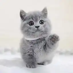 蓝猫转让
