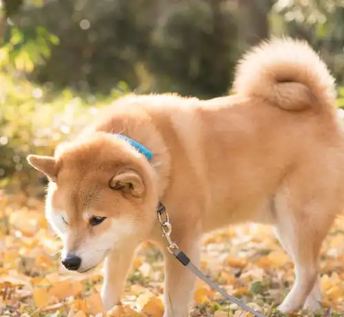 敲可爱滴柴犬萌图这小清新生活的日子真让人羡慕
