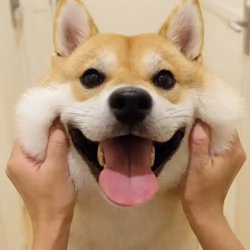 柴犬的颜值可以有多高
