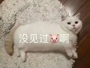 软萌猫咪表情包,用它和男票撒娇,隔着屏幕都是甜腻的味道

