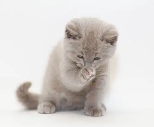 灰色可爱的英国小猫咪,萌宠,可爱的宠物猫咪,麦萌,macdown素材图片,动物世界,超清图片可爱的宠物猫咪macdown图片素材
