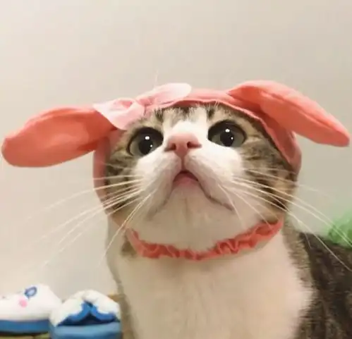 这波情侣头像太好看了叭
