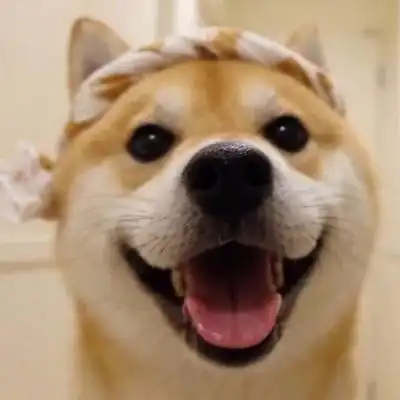狗狗情头搞笑系列一对哈士奇柴犬猫咪不要人
