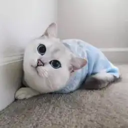 2018最火可爱萌宠小猫头像大全要不要接受我这个甜蜜的麻烦

