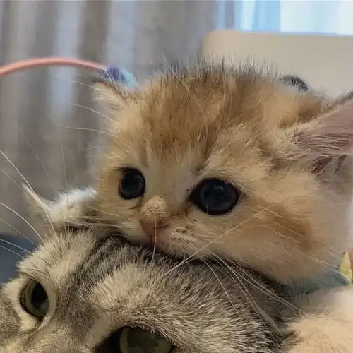 情侣头像我们一起养只猫咪和狗狗吧
