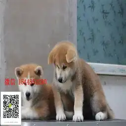 石家庄秋田犬价格赛级秋田犬出售日系纯种秋田犬
